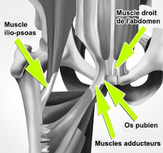 anatomie-pubalgie-muscle-adducteur-ilio-psoas-grand-droit-abdominaux-os-pubien
