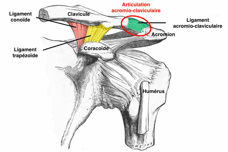 ligaments-acromio-claviculaire-épaule-copie