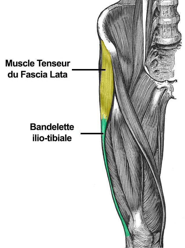 tenseur fascia lata TFL bandelette ilio tibial anatomie syndrome essuie glace