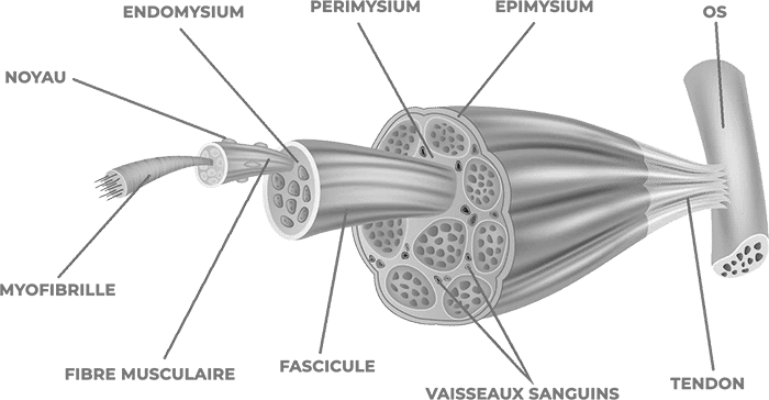 schema fibre musculaire tissu conjonctif